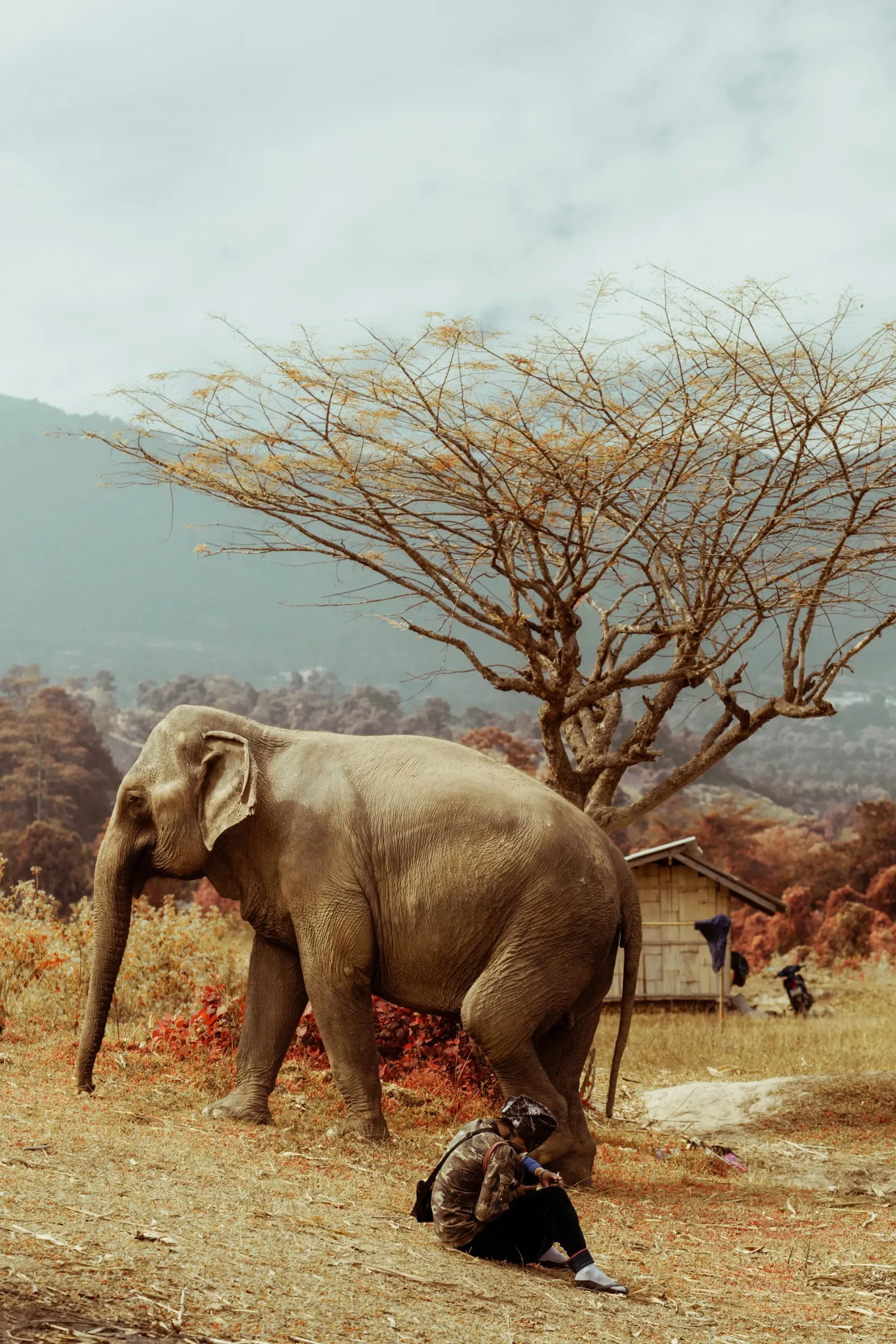 Ethical Elephant Sanctuary